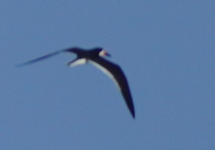 Black Skimmer - ML620756331