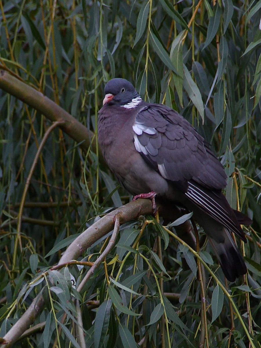Common Wood-Pigeon - ML620756334