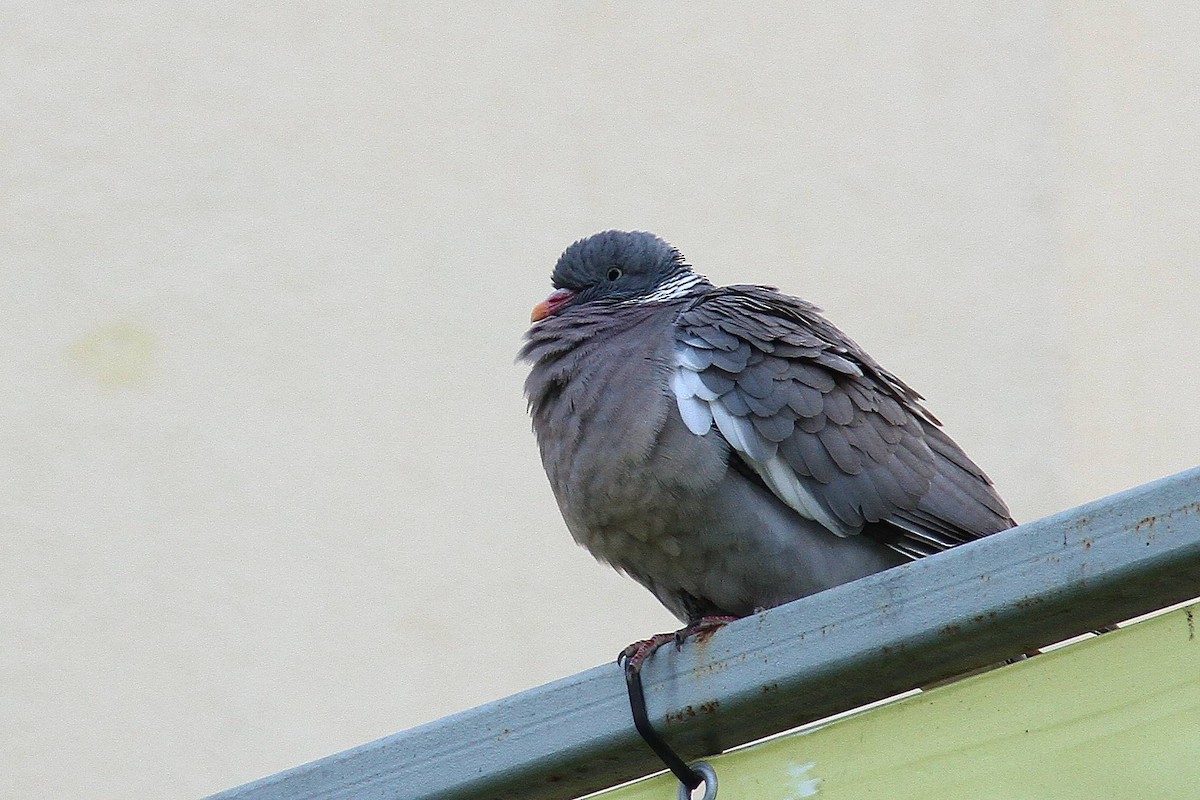Common Wood-Pigeon - ML620756335