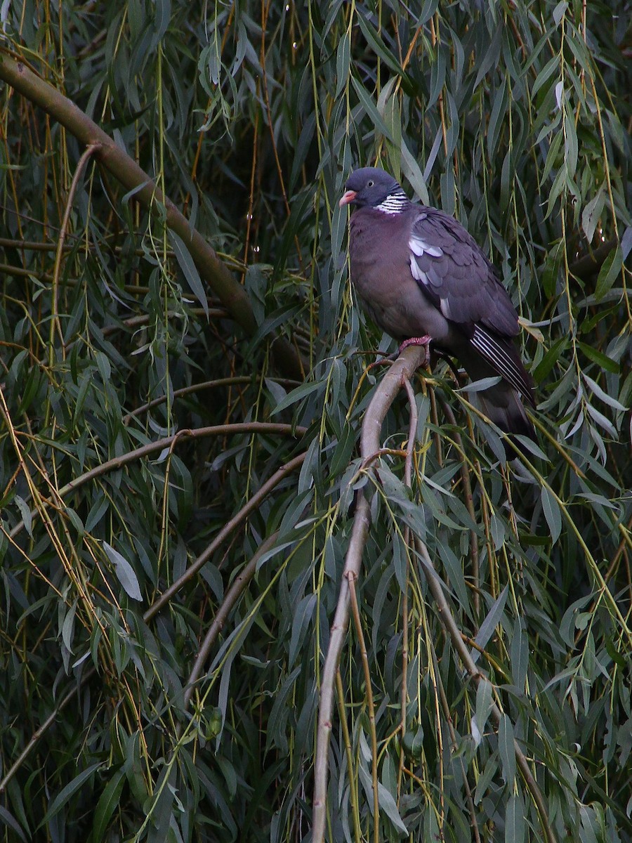 Common Wood-Pigeon - ML620756336