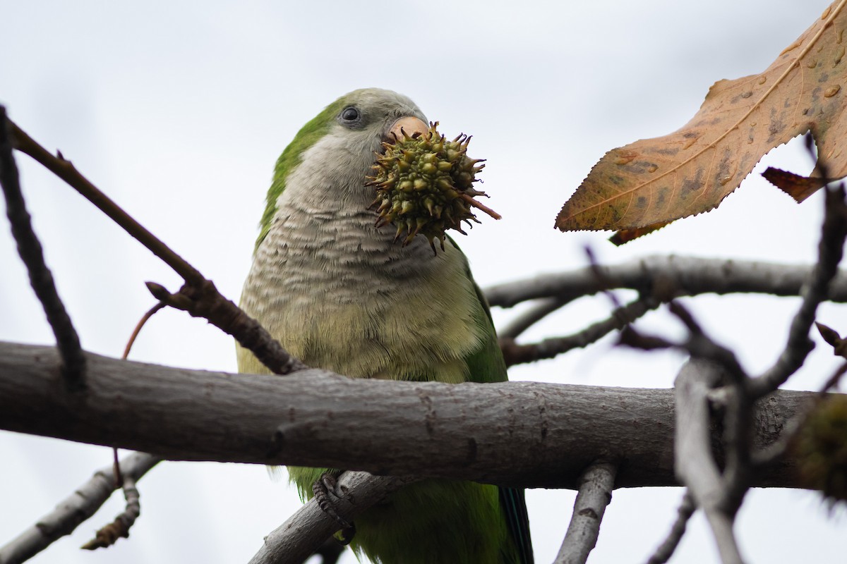 Monk Parakeet - Ariel Cabrera Foix