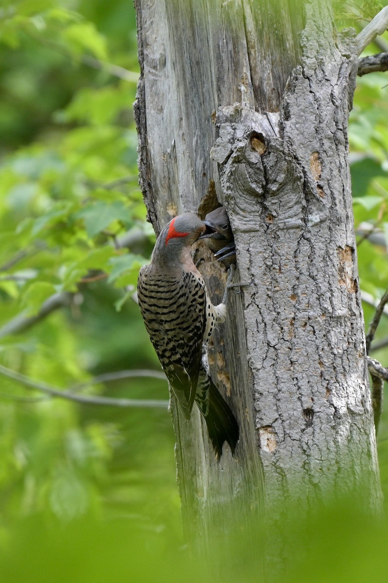 Northern Flicker (Yellow-shafted) - ML620756343