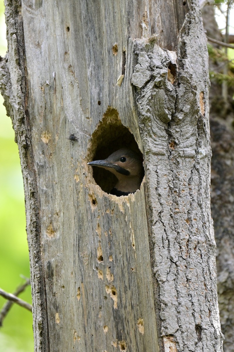 Northern Flicker (Yellow-shafted) - ML620756346