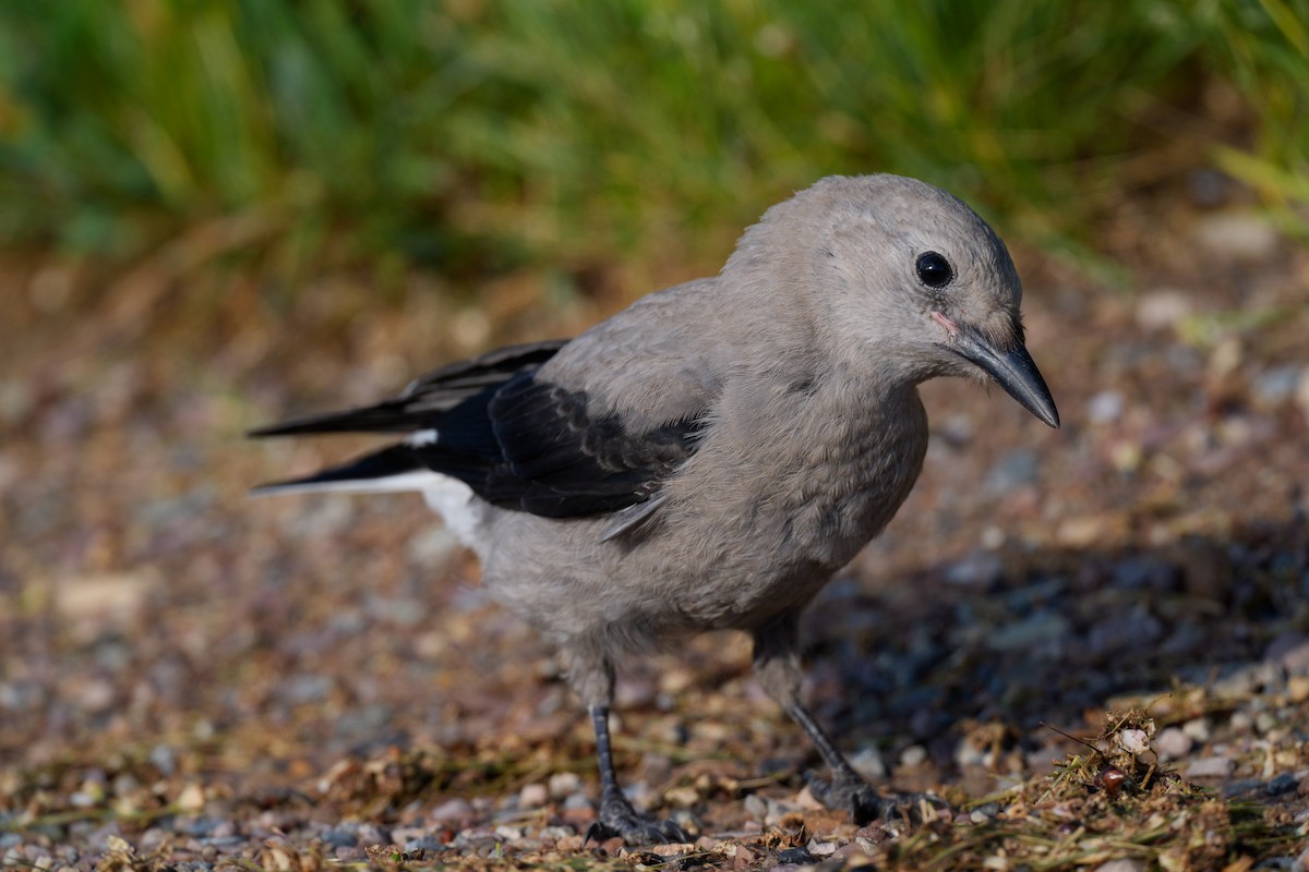 Clark's Nutcracker - ML620756353