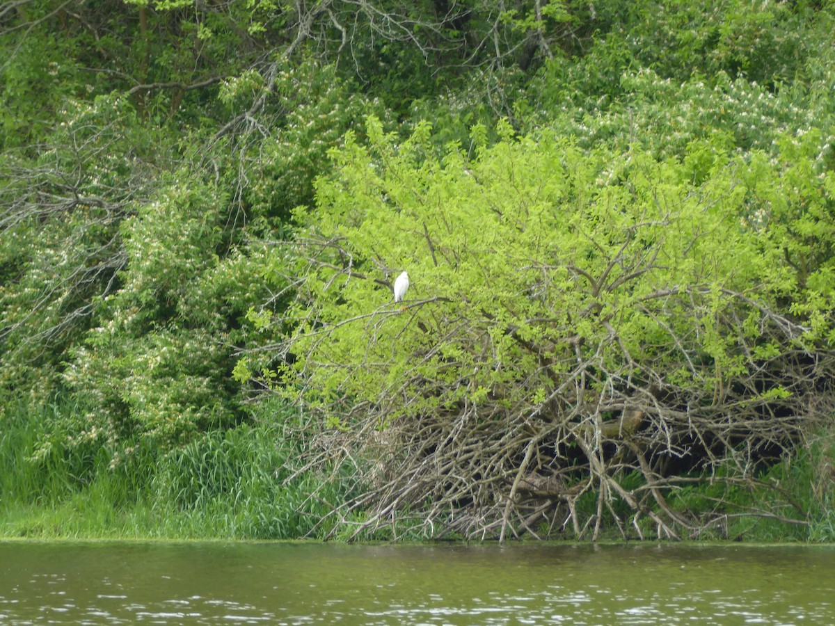 Snowy Egret - ML620756362