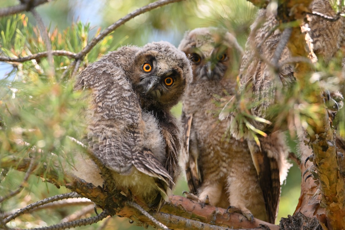 Long-eared Owl - ML620756365