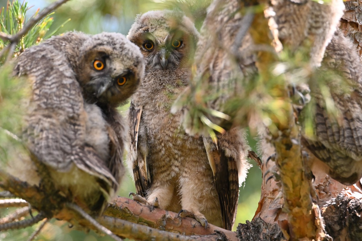 Long-eared Owl - Kenzhegul Qanatbek