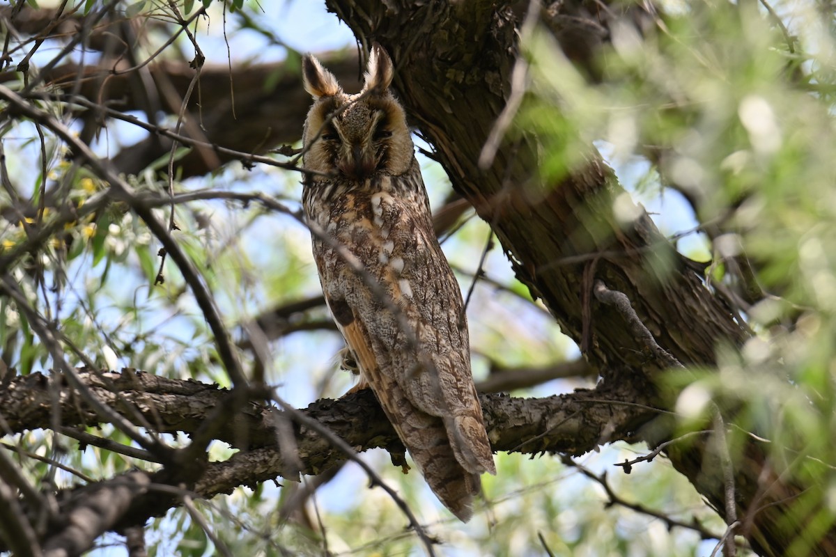 Long-eared Owl - ML620756381