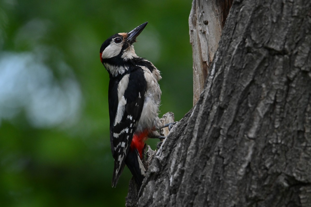 Great Spotted Woodpecker - ML620756396