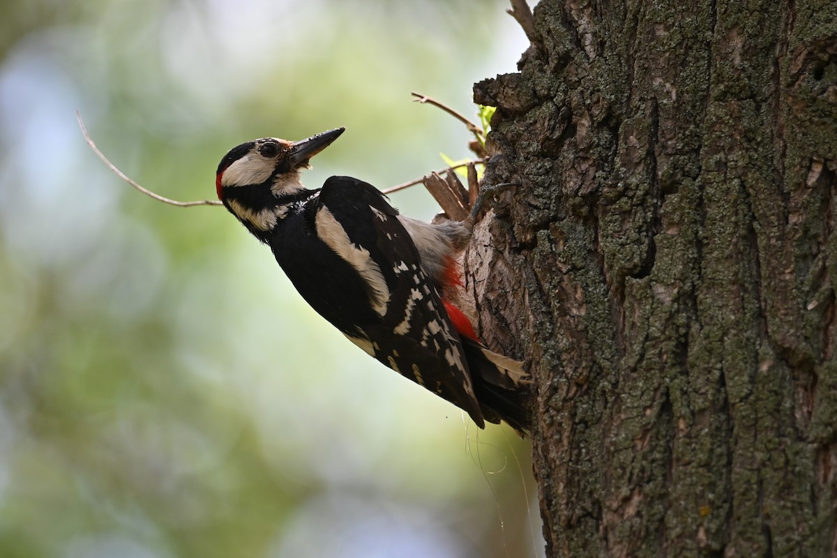 Great Spotted Woodpecker - ML620756406