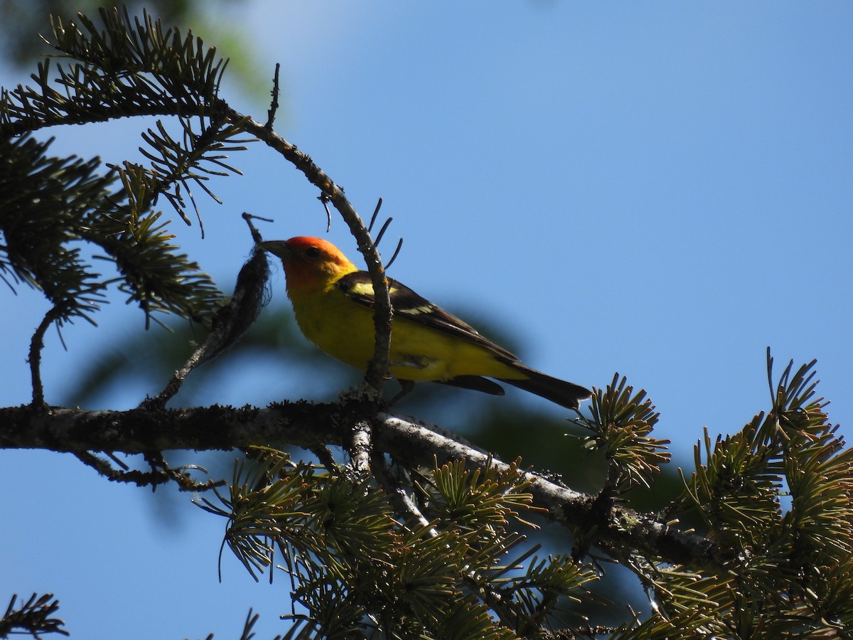 Western Tanager - ML620756409