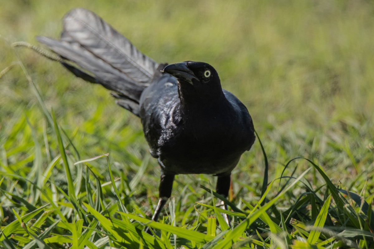 Great-tailed Grackle - Dale Bargmann