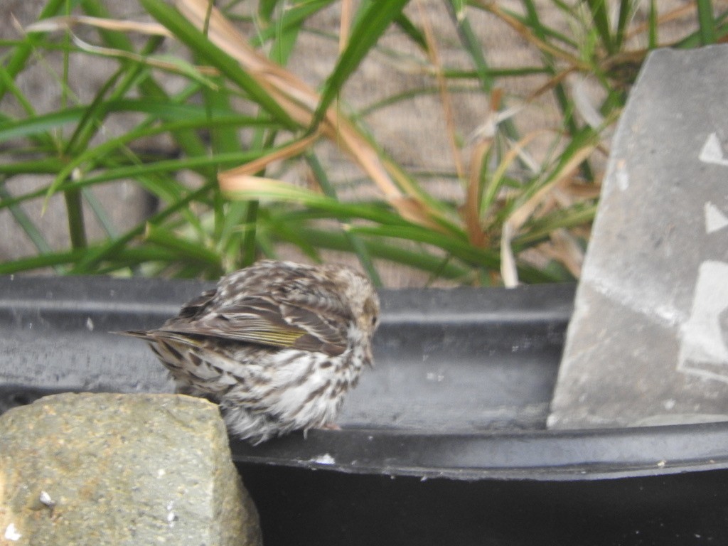 Pine Siskin - ML620756427