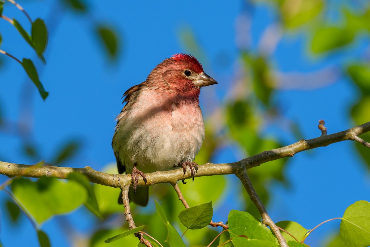 Cassin's Finch - ML620756428