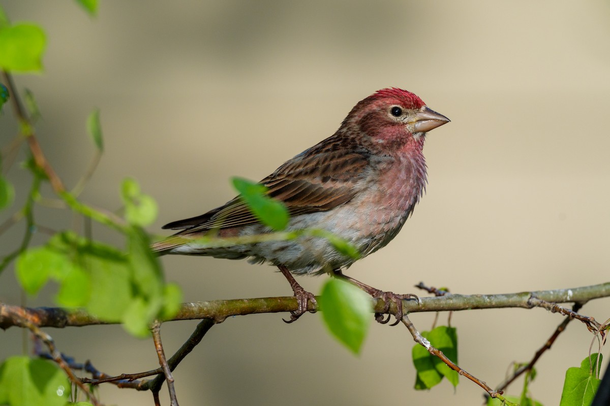 Cassin's Finch - ML620756430