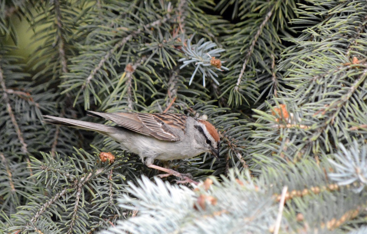 Chipping Sparrow - ML620756438