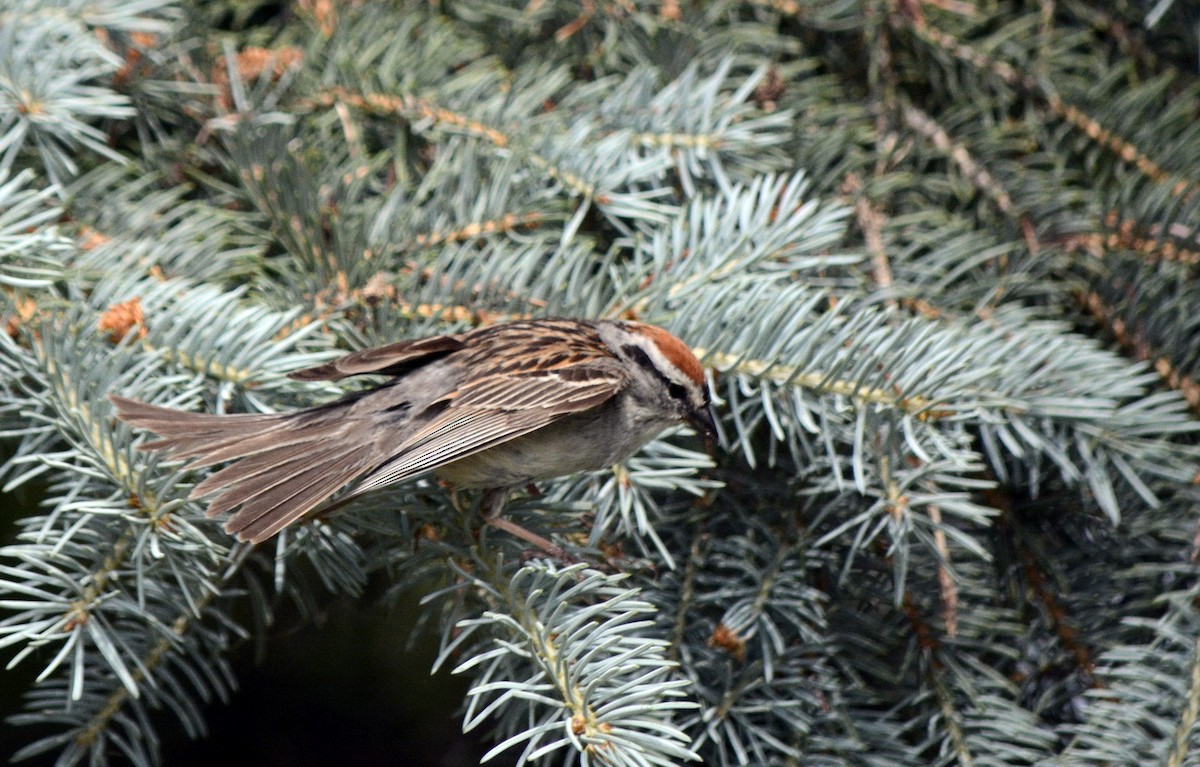 Chipping Sparrow - ML620756439