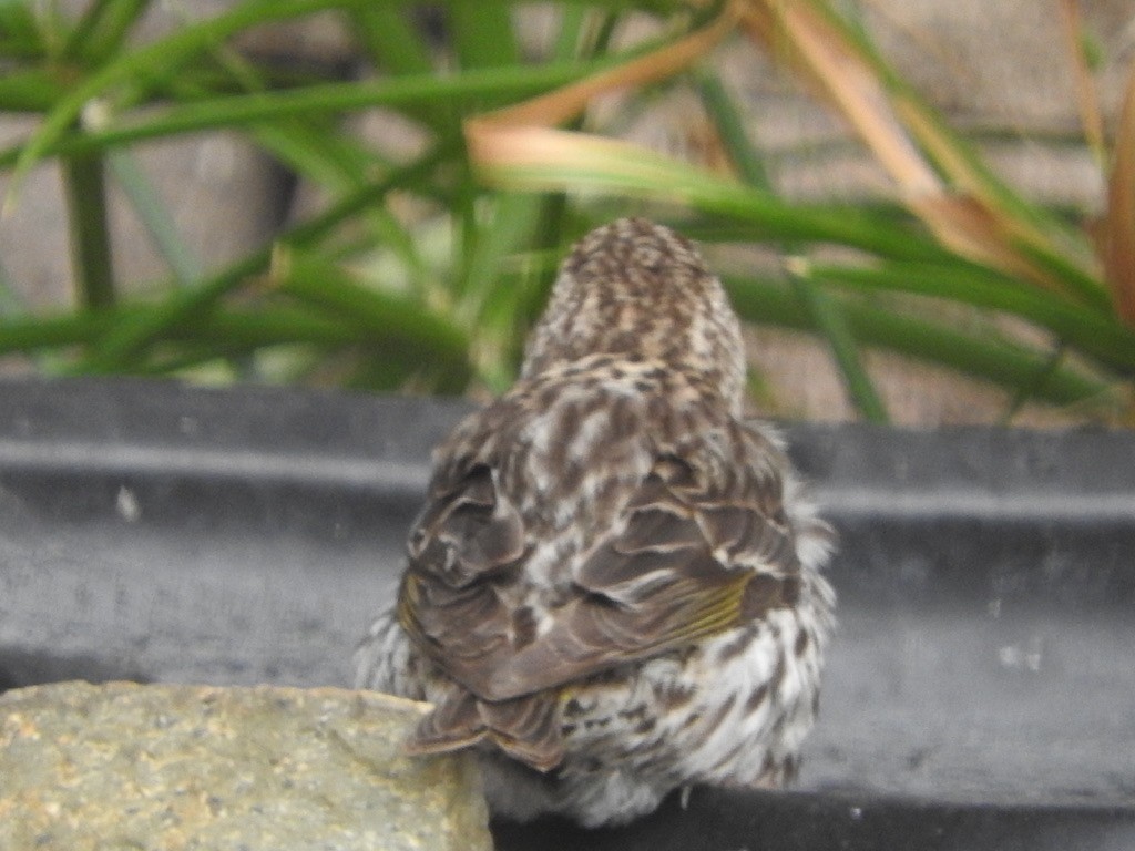 Pine Siskin - ML620756440