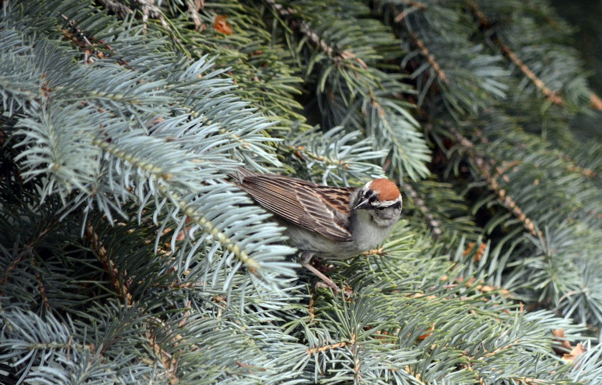 Chipping Sparrow - ML620756444