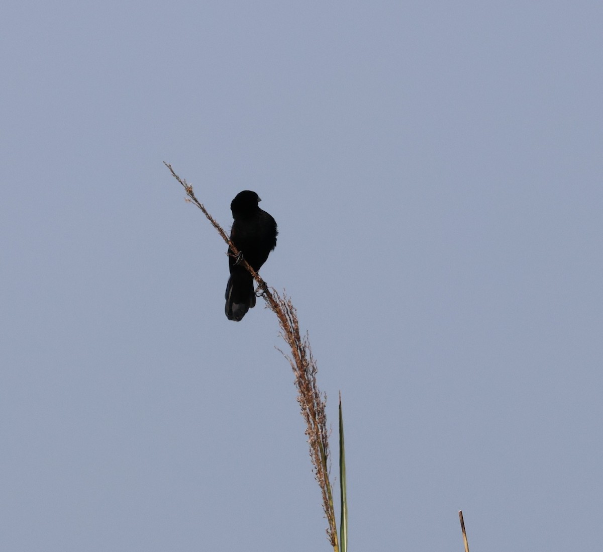 Fan-tailed Widowbird - ML620756477