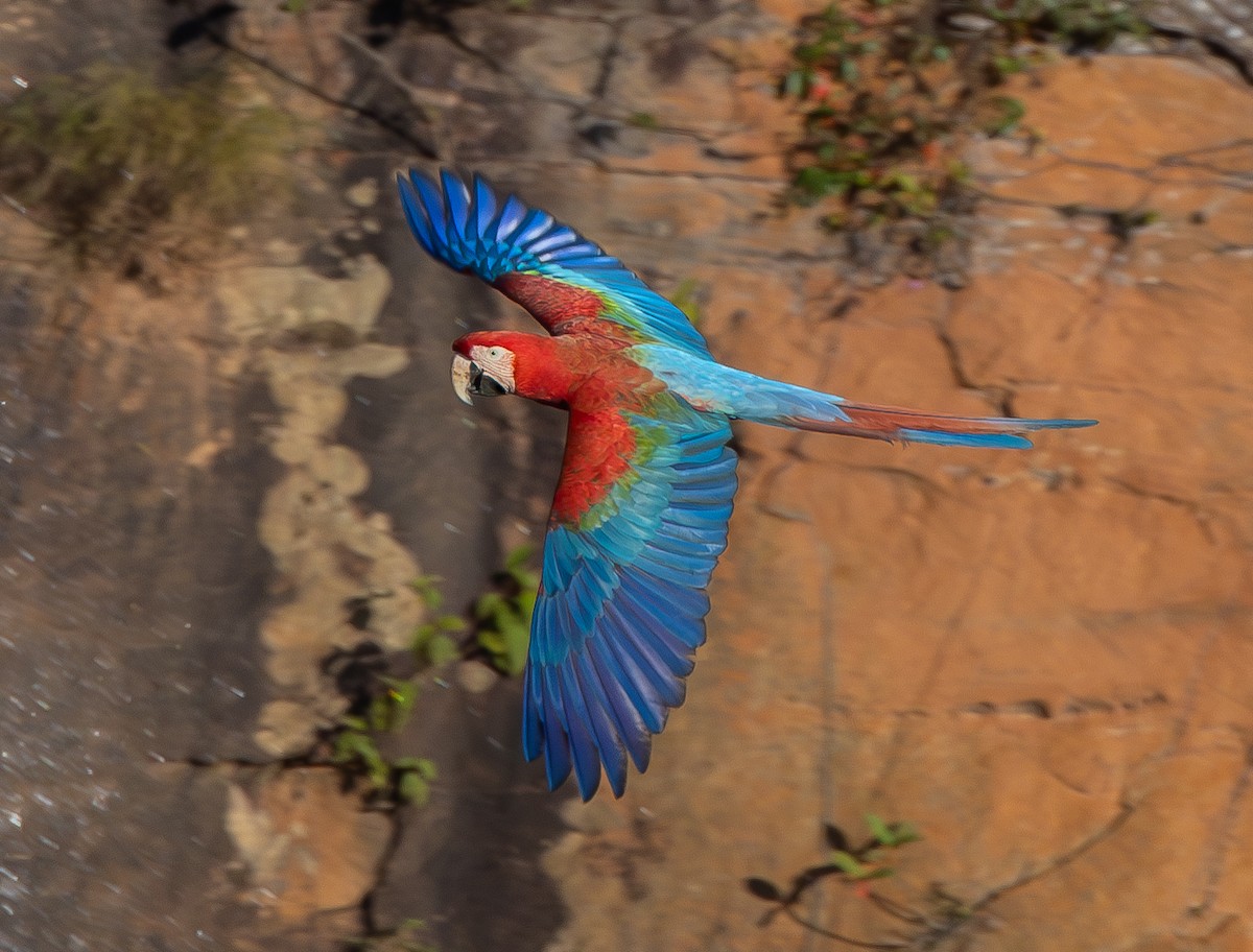 Red-and-green Macaw - ML620756494