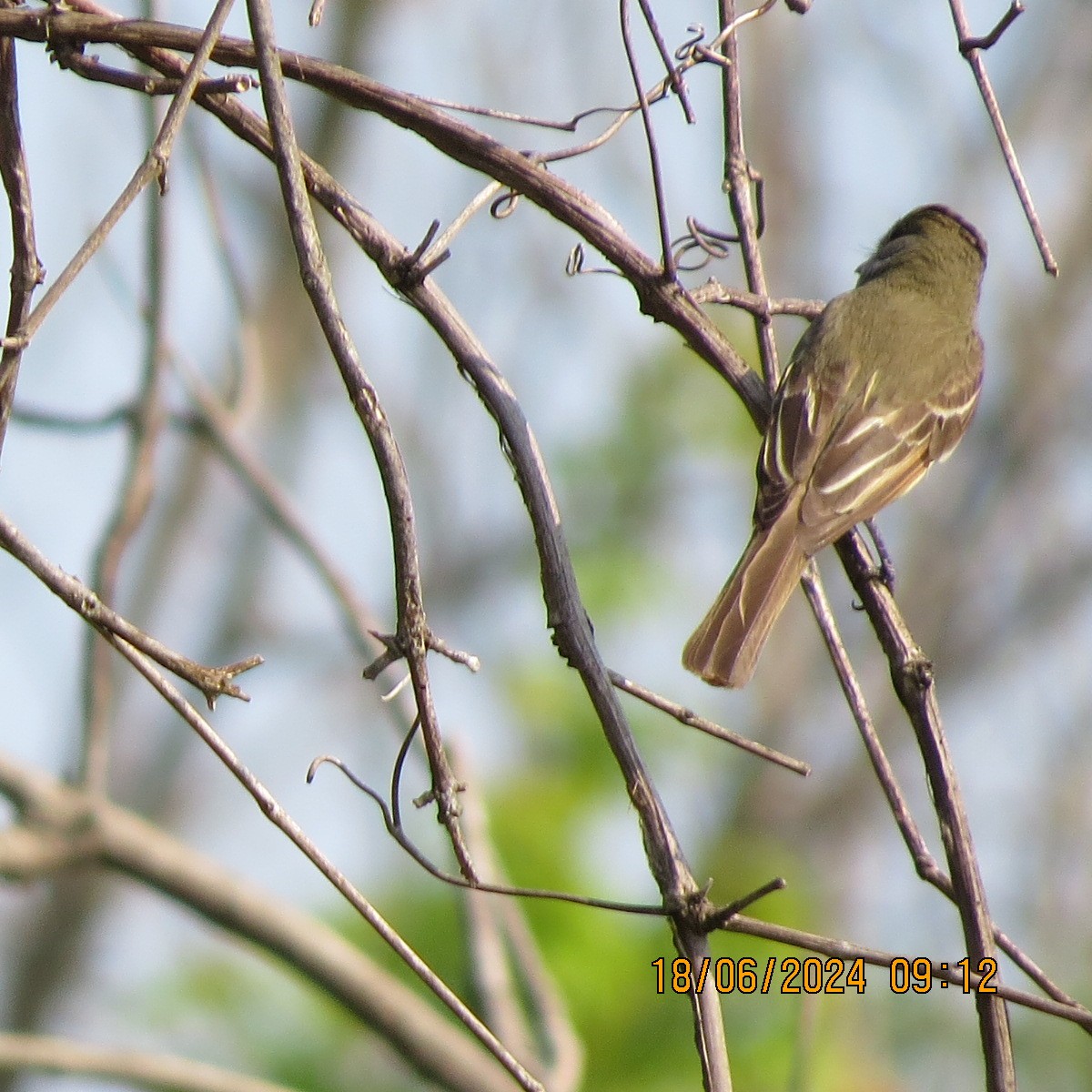Great Crested Flycatcher - ML620756496