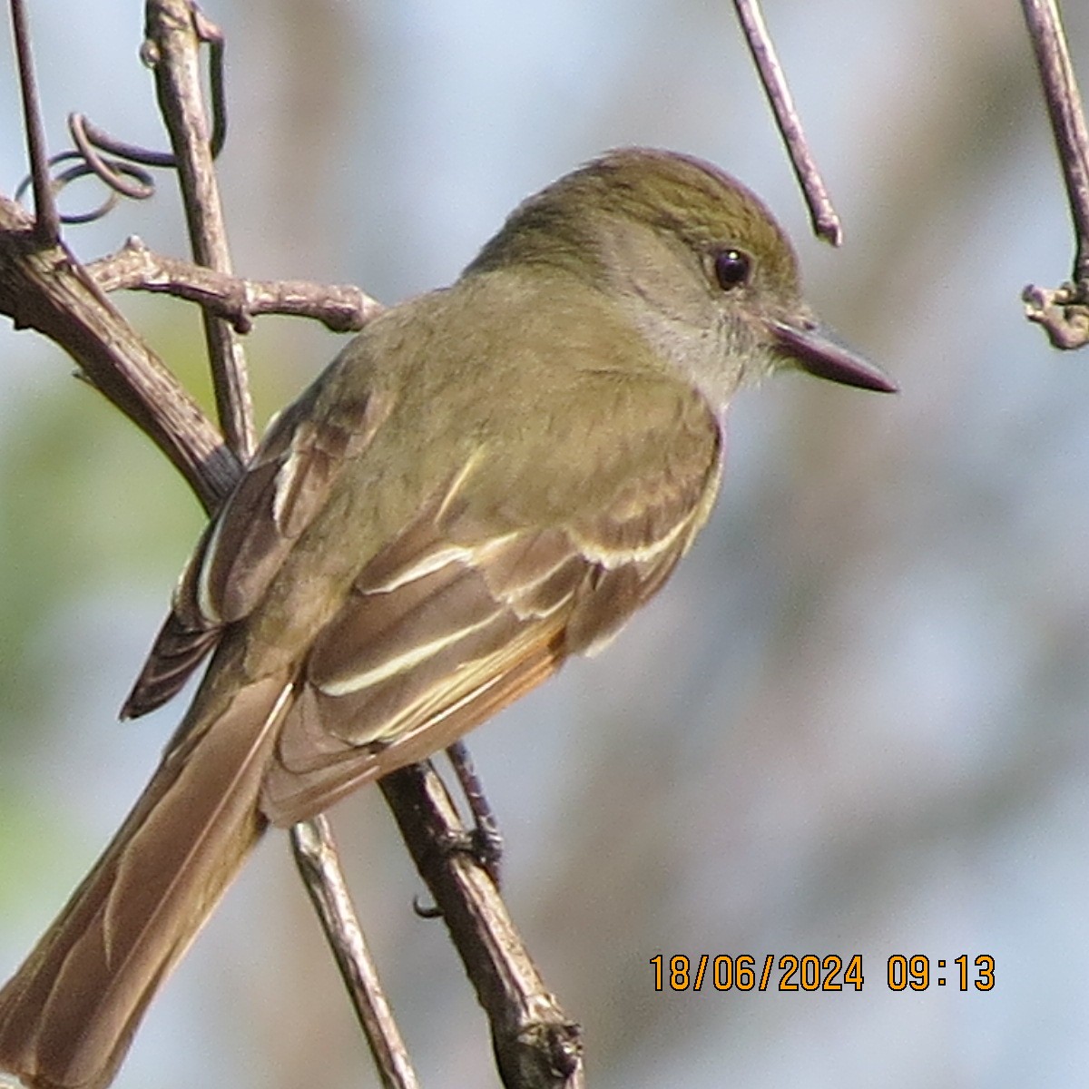 Great Crested Flycatcher - ML620756497