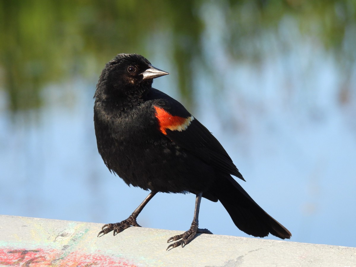 Red-winged Blackbird - ML620756502