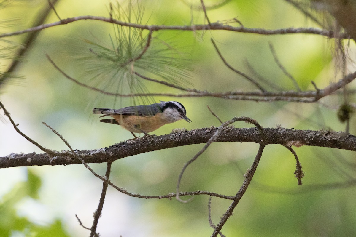 Red-breasted Nuthatch - Cory Gregory