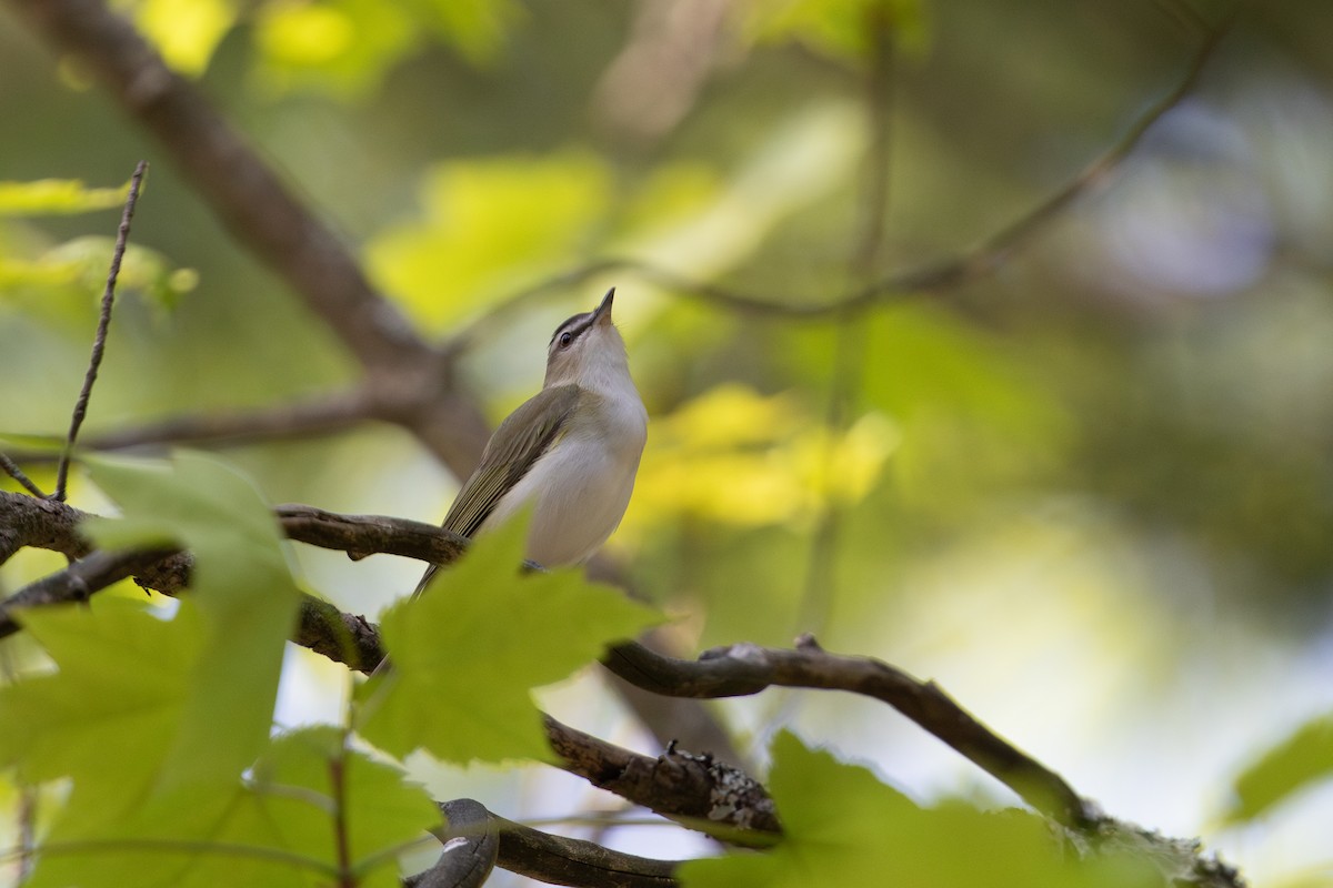 Red-eyed Vireo - ML620756550