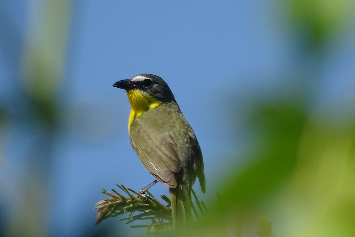 Yellow-breasted Chat - ML620756553