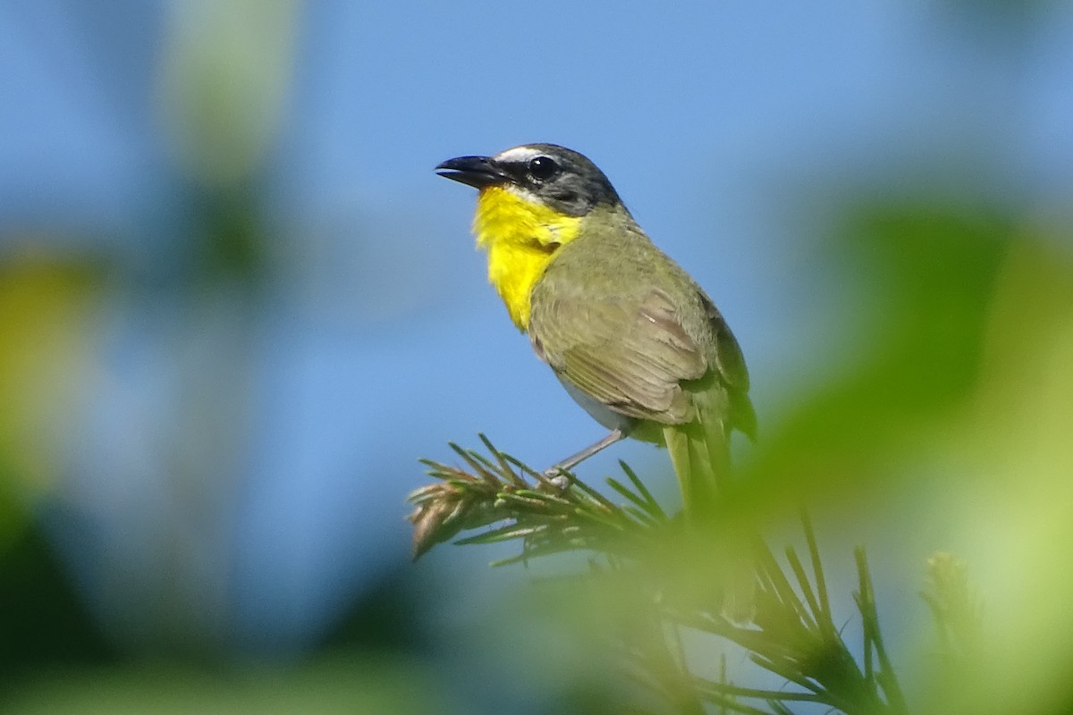 Yellow-breasted Chat - ML620756554