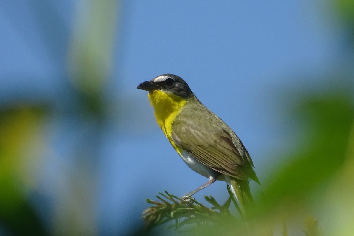 Yellow-breasted Chat - ML620756555