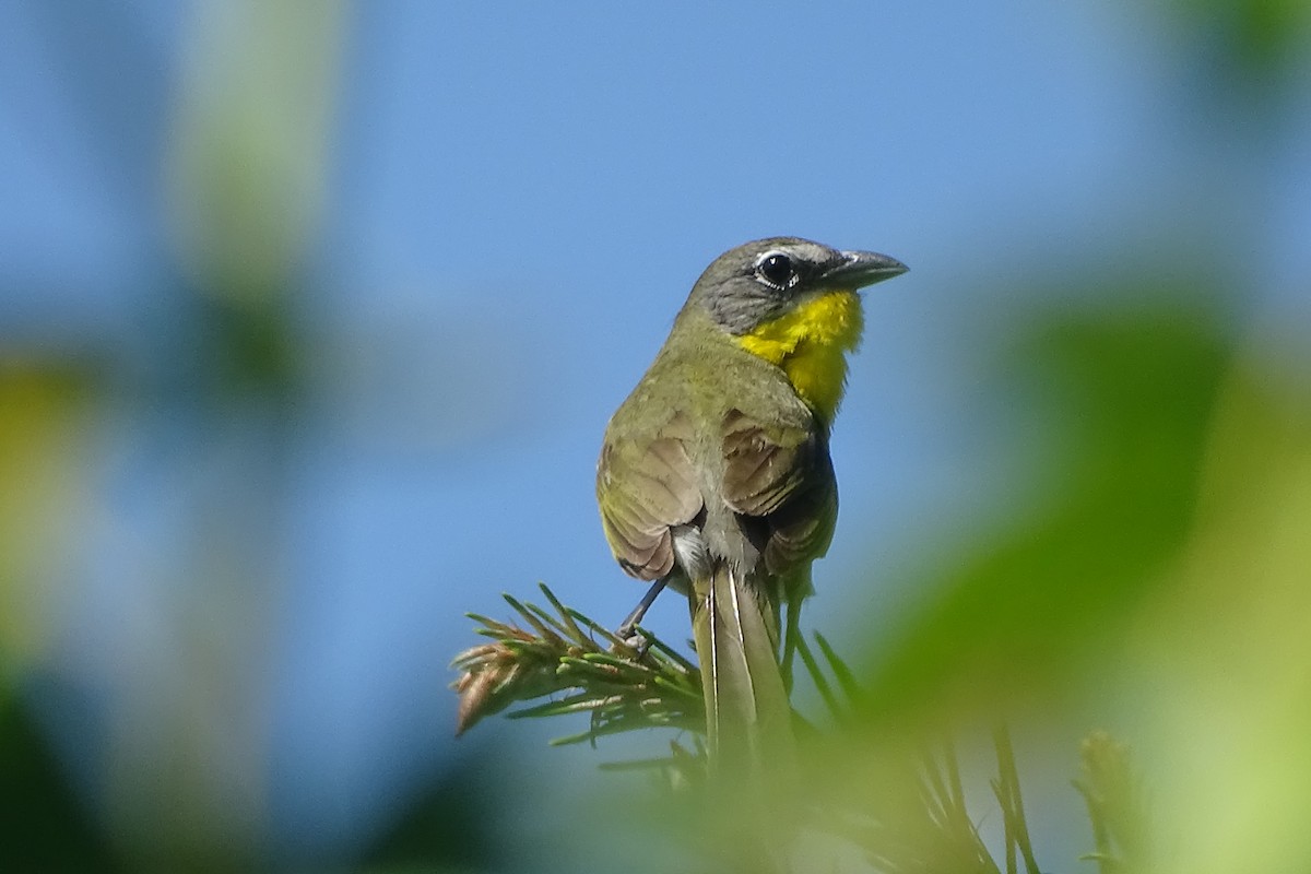 Yellow-breasted Chat - ML620756556