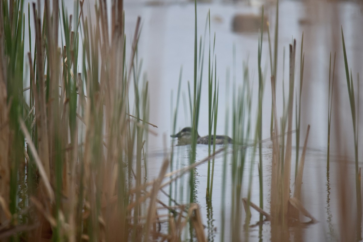 Ruddy Duck - ML620756558