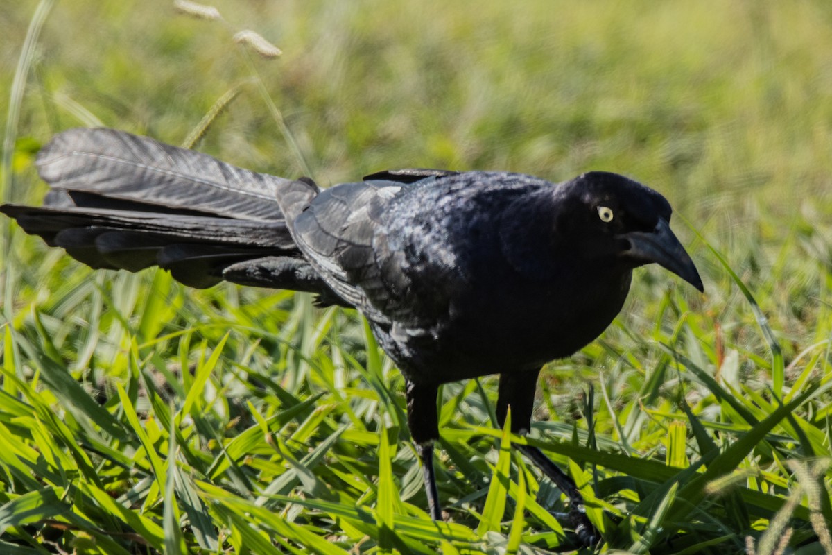 Great-tailed Grackle - ML620756586