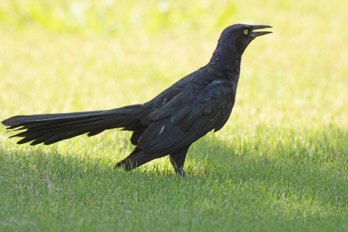 Great-tailed Grackle - ML620756588