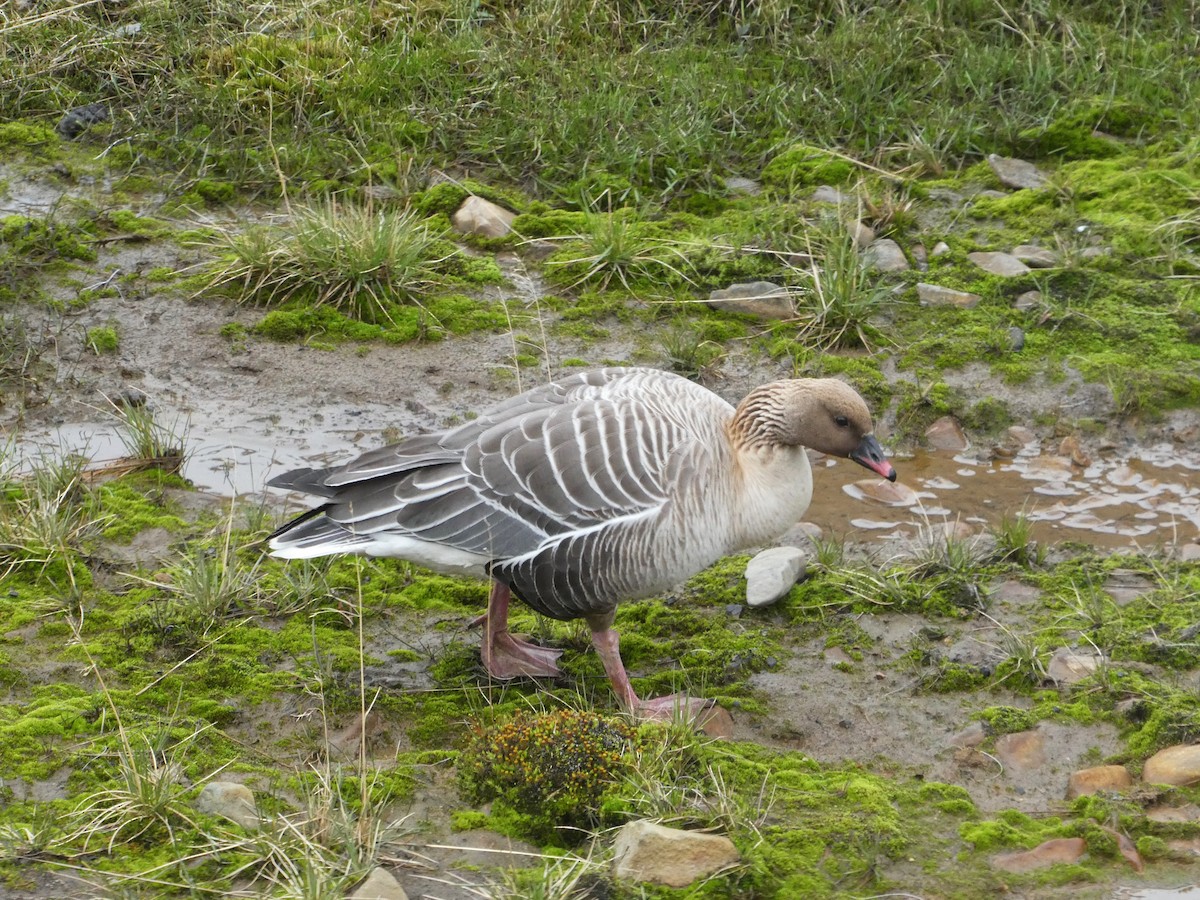 Pink-footed Goose - ML620756595