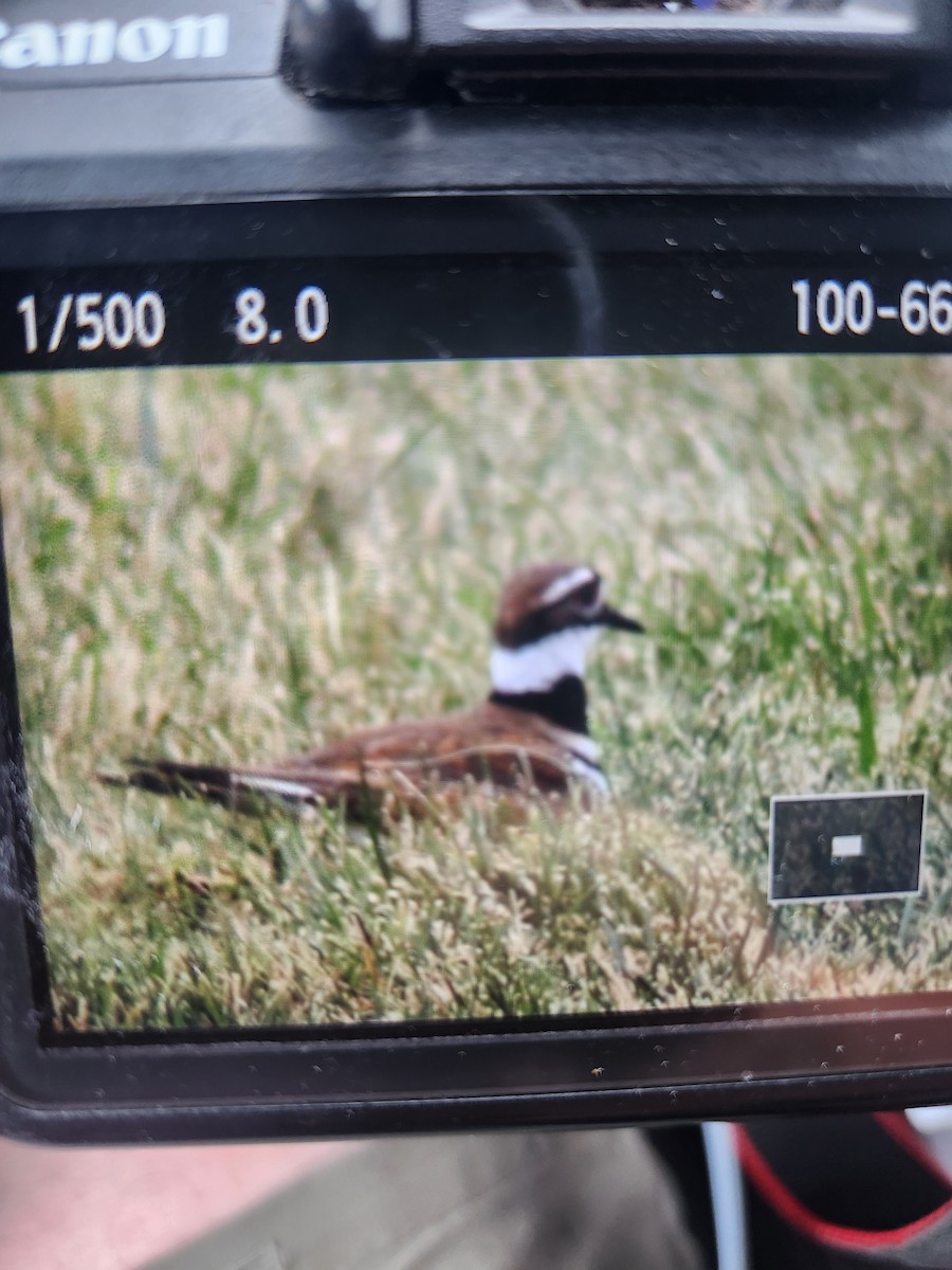 Killdeer - Kyle Rambo