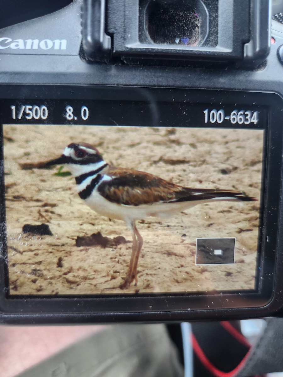 Killdeer - ML620756603