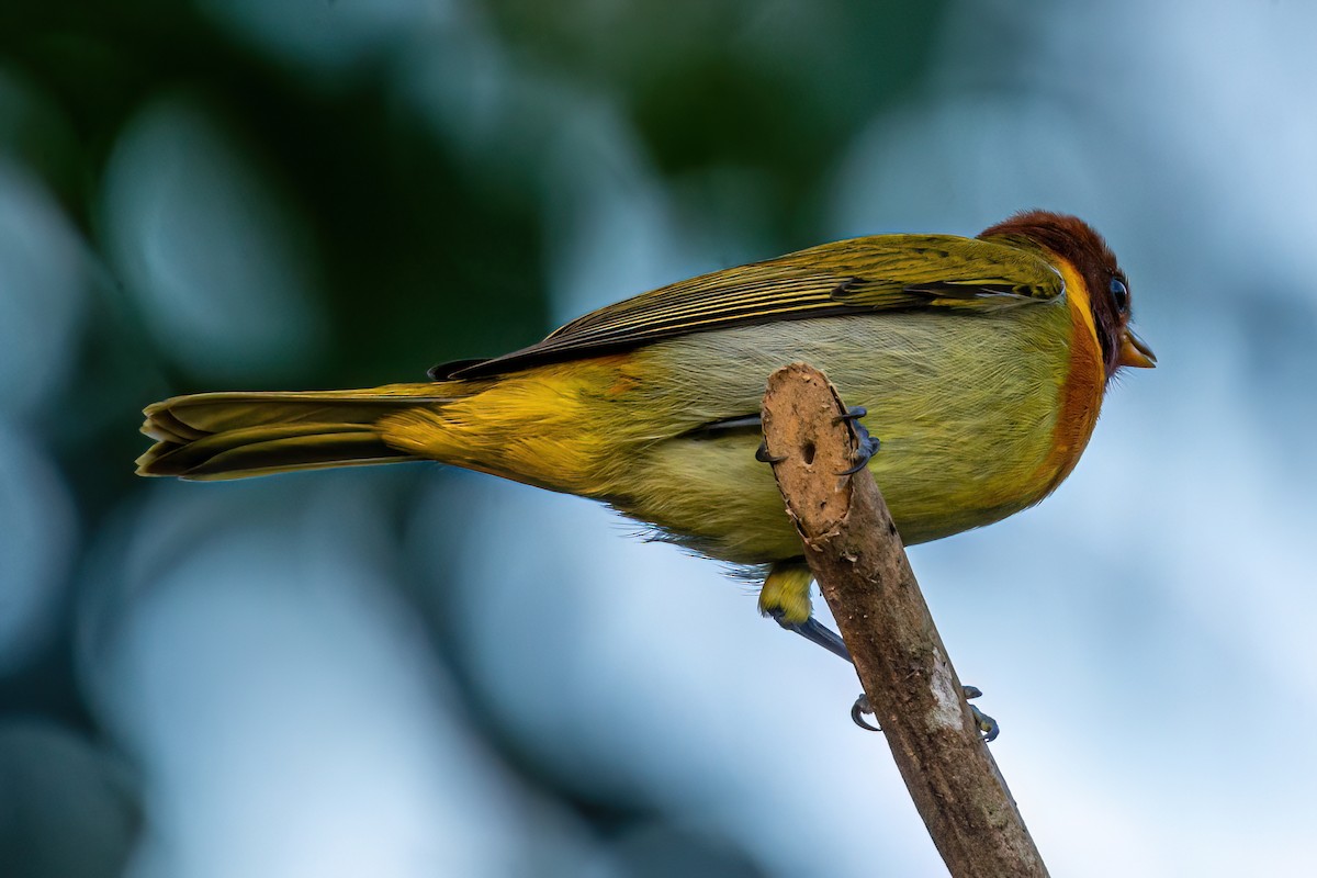 Rufous-headed Tanager - ML620756623
