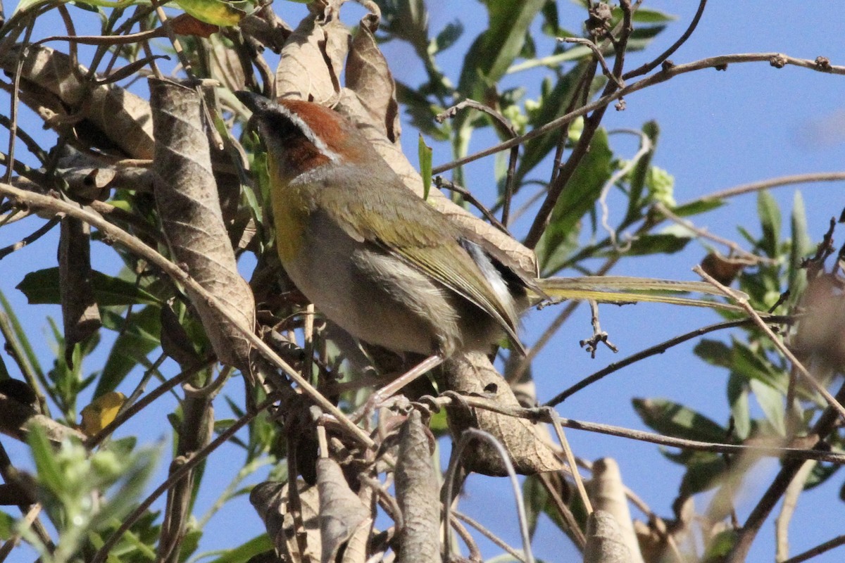 Rufous-capped Warbler - ML620756627