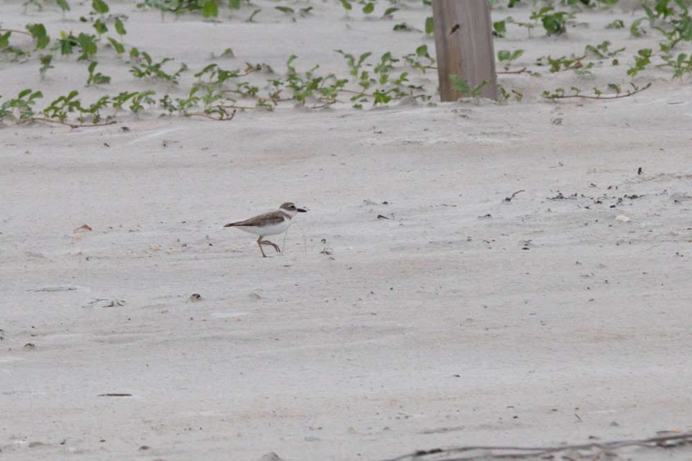 Wilson's Plover - ML620756695