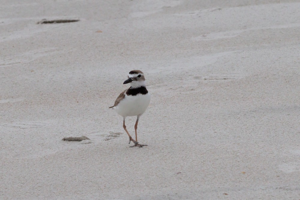 Wilson's Plover - ML620756696