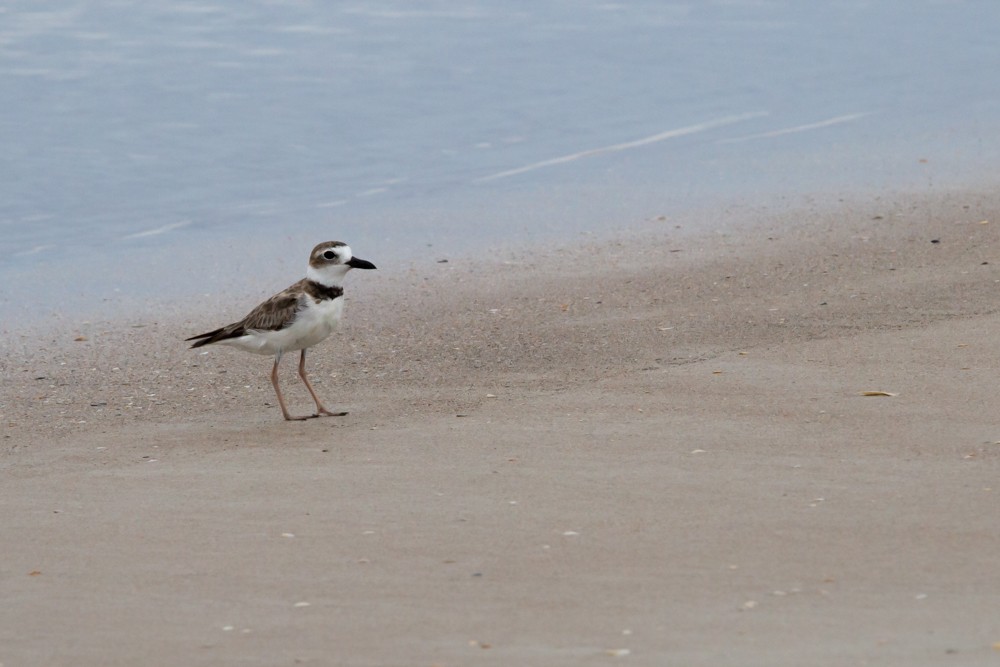 Wilson's Plover - ML620756697