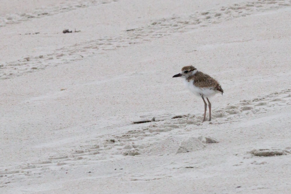 Wilson's Plover - ML620756698