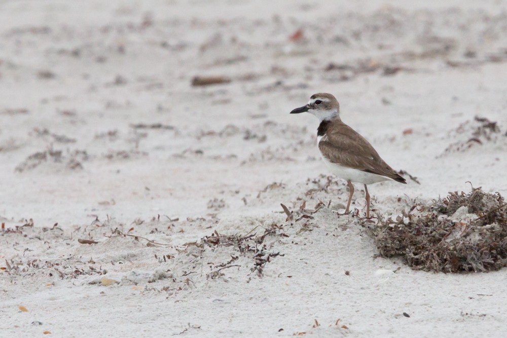 Wilson's Plover - Damian  Zambrana