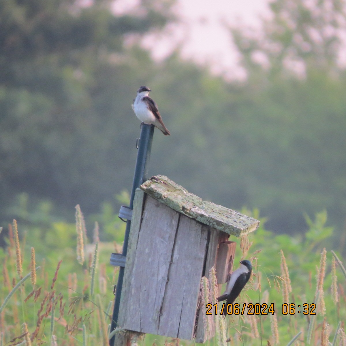 Tree Swallow - ML620756701