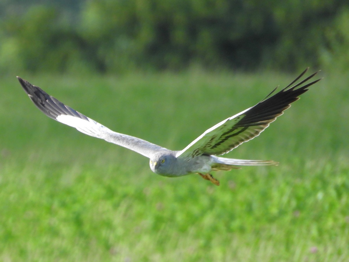 Montagu's Harrier - Pavel Hastík