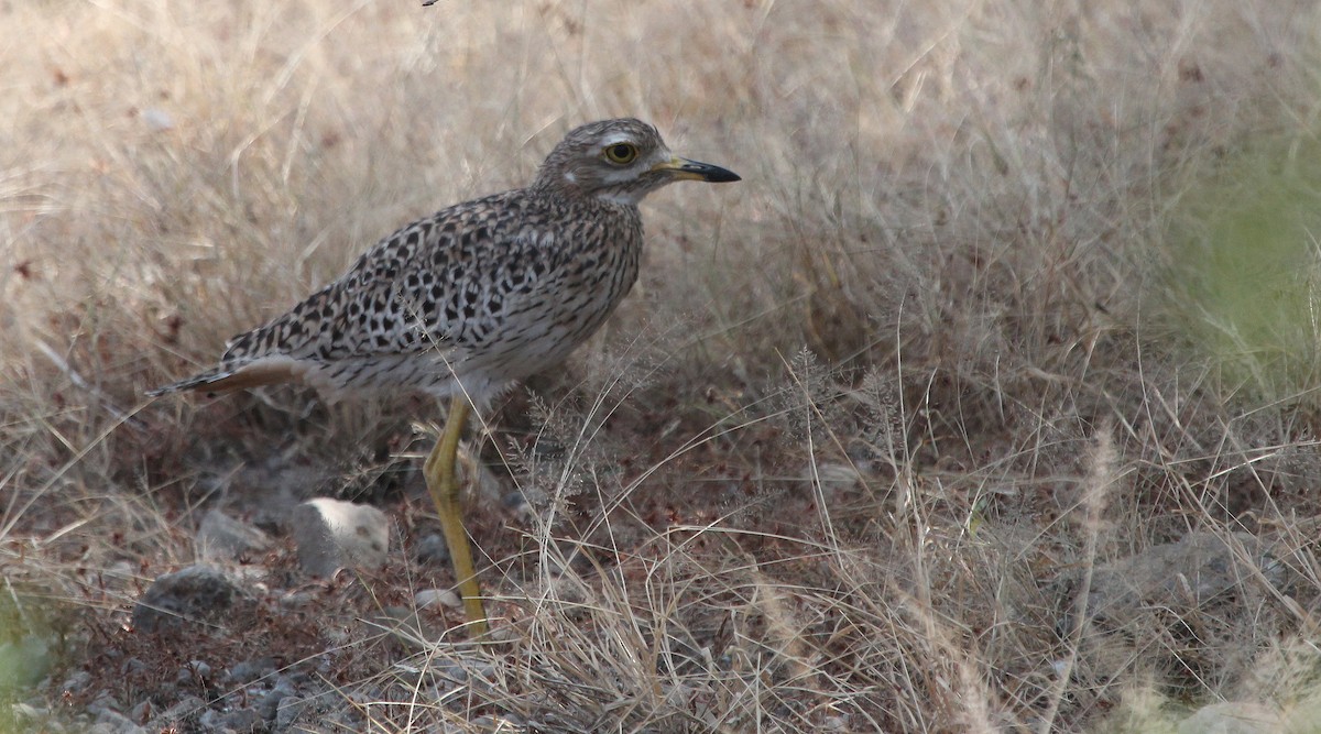 Spotted Thick-knee - ML620756712